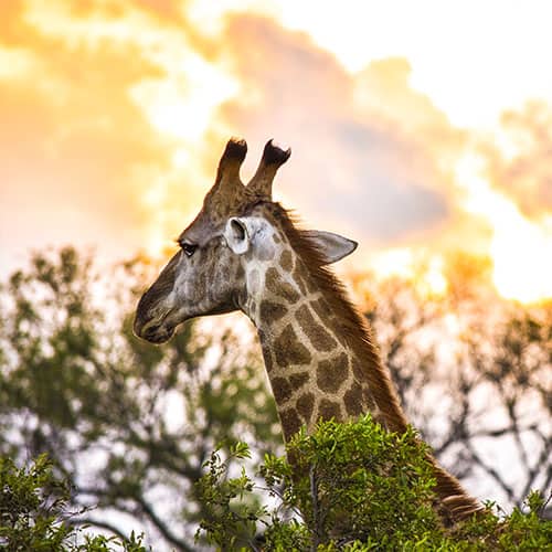 Do Parque Kruger ao Cabo da Boa Esperança